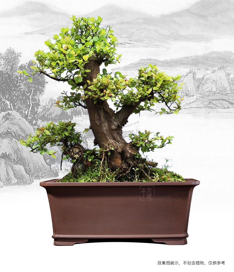 Greatness, rectangular purple sand flowerpot stump potted bonsai pot five hieroglyphics banyan green plant special Angle of the manager