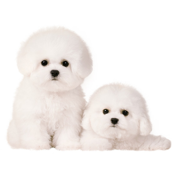 Beijing purebred bichon frize puppies pet dog living competition level kennel CKU blood male and female small body does not shed hair