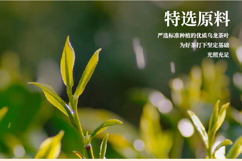 【阅客】浓香型黑乌龙茶250g