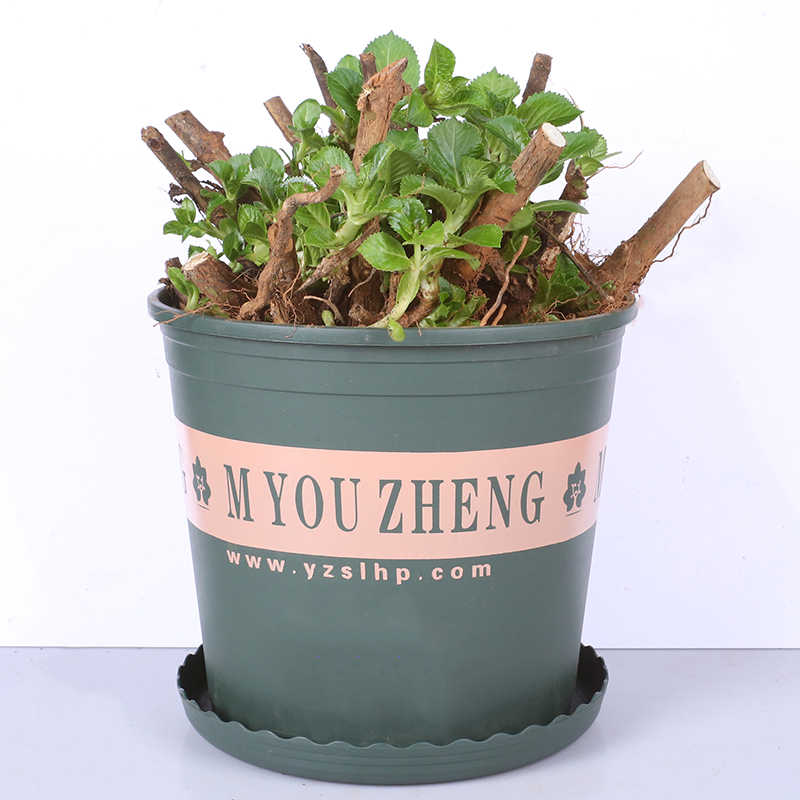 耐寒10年老桩八仙花绣球花苗盆栽无尽夏大花卉室内花阳台庭院植物