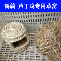 Ruddin chicken house avoids roof dens breed sleeping blue-chest quail winter warm grass
