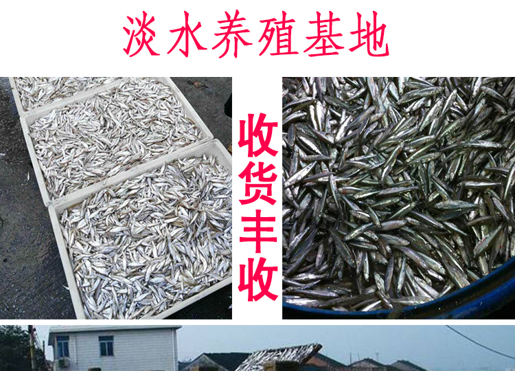 Đồ ăn nhẹ cho mèo, cá nhỏ, chất béo khô, bổ sung canxi, em bé, 1-4 tháng, răng hàm, không muối, tự nhiên, ngắn, tiếng Anh hạt minino