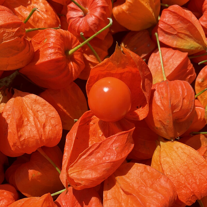 Changbaishan Red Mushroom Fungus with Golden Lanterns and Bitter Girl Fruit 0.5kg Golden Lantern Grass Red Girl Fruit Fresh Sour Fruit 1.5kg Free Shipping Changbaishan Red Mushroom Fungus with Golden Lanterns and Bitter Girl Fruit 0.5kg Golden Lantern Grass Red Girl Fruit Fresh Sour Fruit 1.5kg Free Shipping