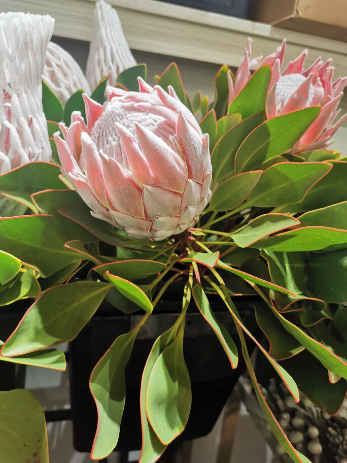 Import South African emperors Flowers Pink Monarch Flowers White Emperors Royal Artichoke Families With Peanuts Day Flowers