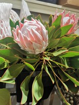 Imported South African Emperor flower powder Emperor flowers White Emperor artichoke family peanut day flower Express