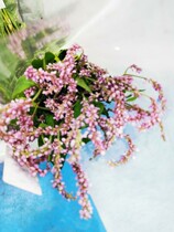 New product launch Pink diamond hanging bird powder Liao Jingtian rose fruit Japanese palace lamp Kunming Flower Express