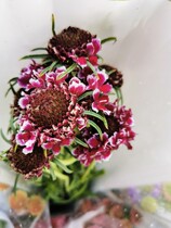 Imported Pine Caterpillar Fungus Flowers Fresh Cut Flowers Family With Peanuts Daily Flowers Express Kunming Kunming