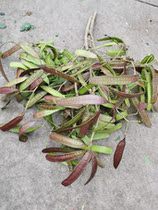 Freshly listed silver birch spring cherry blossom jackfruit Yunnan Kunming flowers pink rare flower material national express