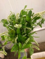 Imported sage flower Dutch high-grade flower express Yunnan Kunming flower Express