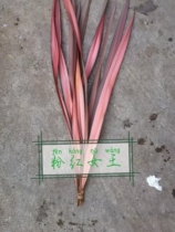 Phnom Penh leaf material Grass Gentian Tequila Leaf 10 Branches Fresh Floral Wedding Art Flower Arrangement Kunming Flowers Express