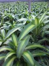 Yunnan Kunming Dunan Flower Base Express Direct Supply for Business Fresh Cut Leaf Flower Arrange 10 pieces of Brazilian leaves