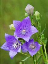 China Platycodon grandiflorum flowers Yunnan flower base special express delivery City Express flower basket