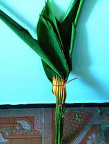 Family bottle flower arrangement paradise bird fresh cut flower Golden Bird Flower chenlan flower Kunming flower Express