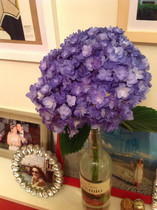 Home wedding flower batch express Colorful double-petal hydrangea birthday love gift National flower express