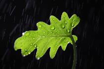 Flower express Yunnan Kunming high-end leaf-matching little angel fresh cut flowers in a tie batch