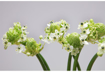 Velvet Flowers Express high-grade imported flower business Wedding home to sell