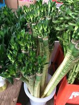 Rich Expensive Bamboo Transit Bamboo Guanyin Bamboo Yunnan Kunming Flowers Express Courier Festival Flower Courier