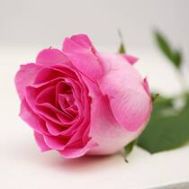 Candy Snow Mountain roses Valentines Day Friendship wedding Kunming Dounan Flower Express 20