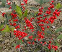 Family flower arrangement Festive New Years Eve flower red bean bean iron holly flower festival home flower arrangement