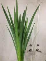 Matching foliage with grass kite tail flower Tobias tail leaves 1 Zflower art dotted with decoration dotted with Kunming Doonan Base straight hair