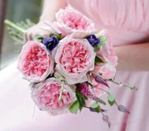 Yunnan Kunming Flower Express Domestic Austin Rose Bride Holding High-end Rose