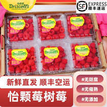 (SF Air) Yunnan Yike Berry Raspberry Fresh Raspberry Raspberry Mulberry 125g Box