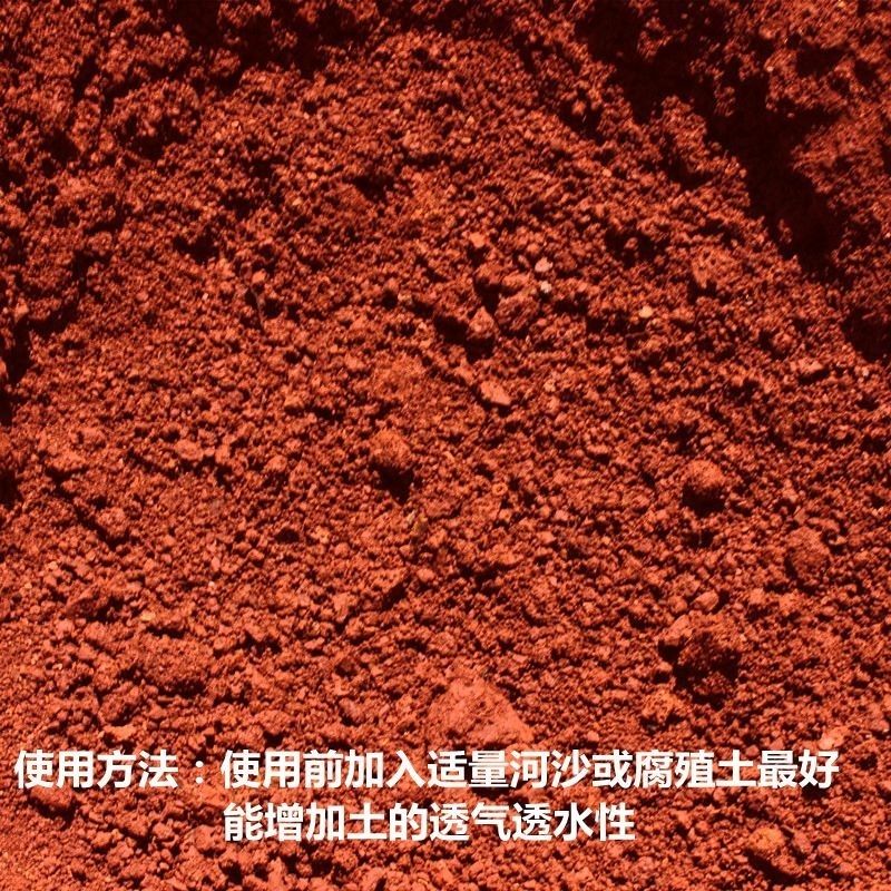 三角梅：攀缘之美悄然绽放