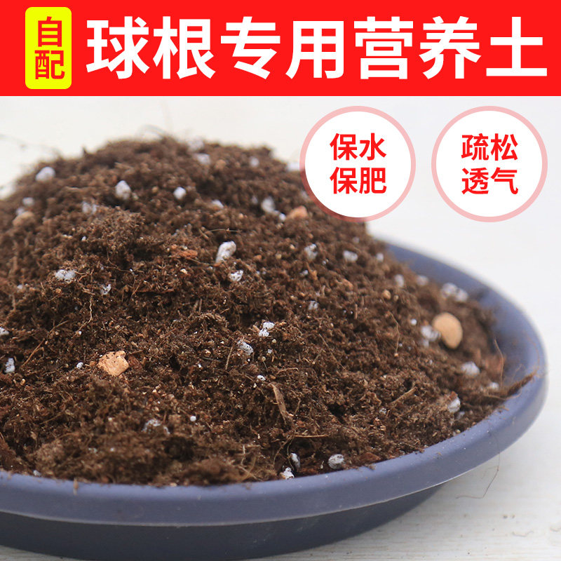 Large forest men's self-matched ball root plant with soil loosen and breathable with ball root special controlled release fertilizer 5L