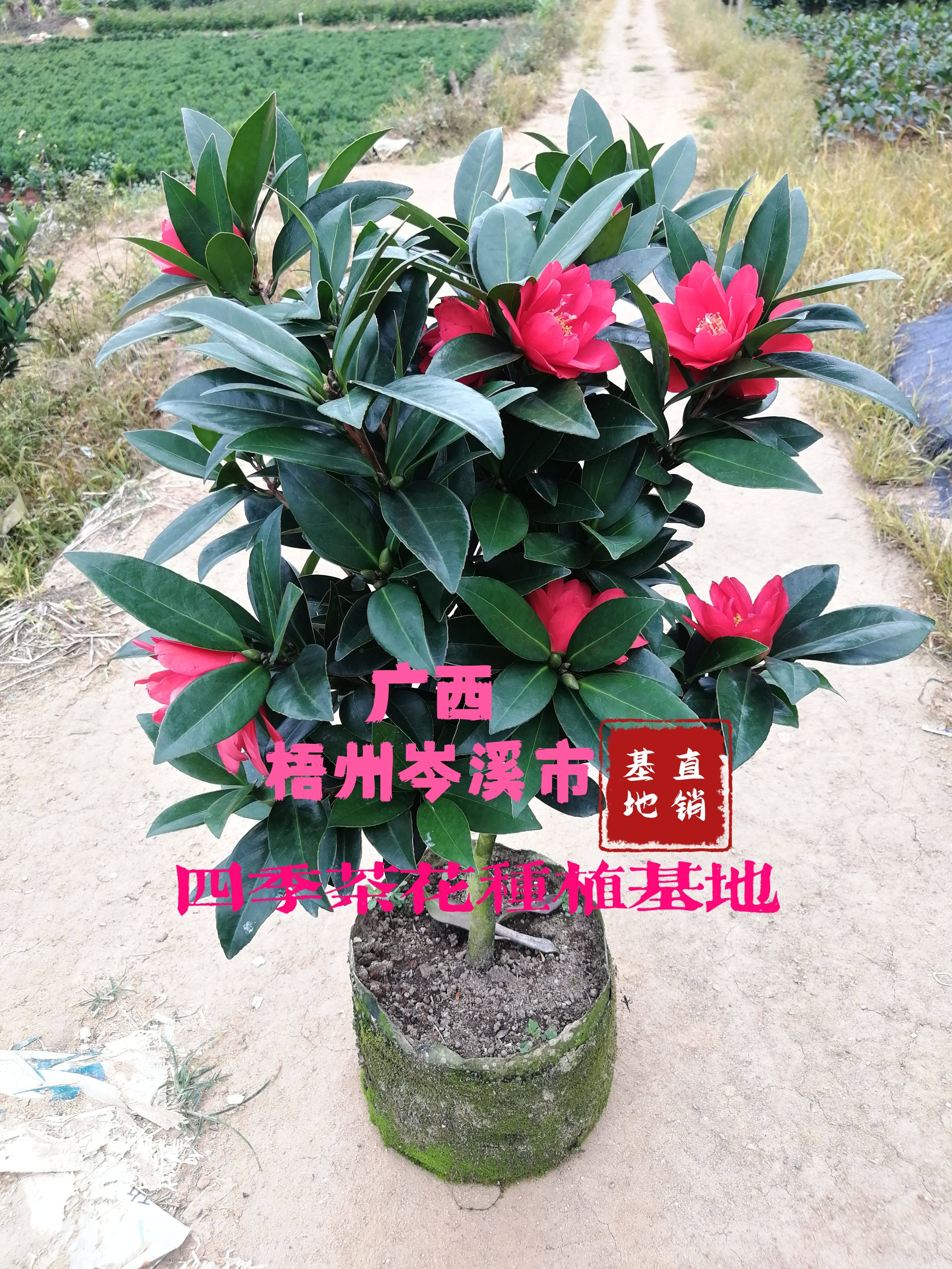 岑溪四季茶花种植基地