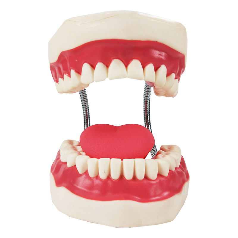 Dental Care Model Large Number of Oral Medicine Nursing toothbrushing guiding teaching aids Dentistry Dentistry Adults Children Attach Toothbrushes
