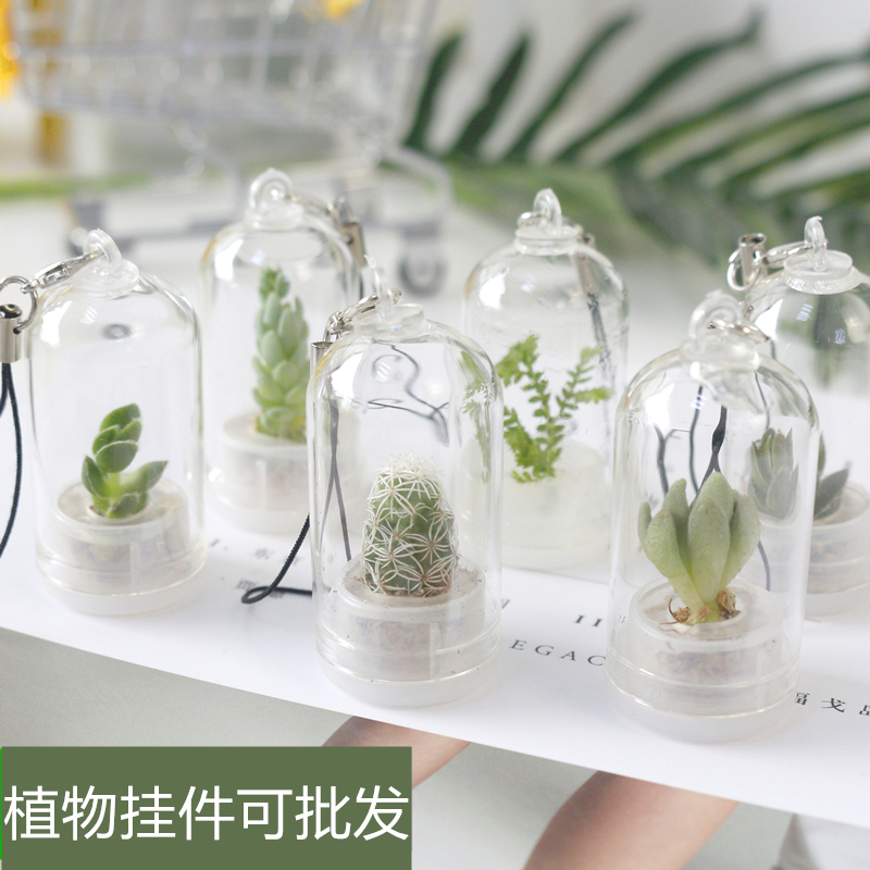 New Creative Test Tube Green Plant Keychain Pendant Mini Succulent Cactus Small Gift for Giving as a Present