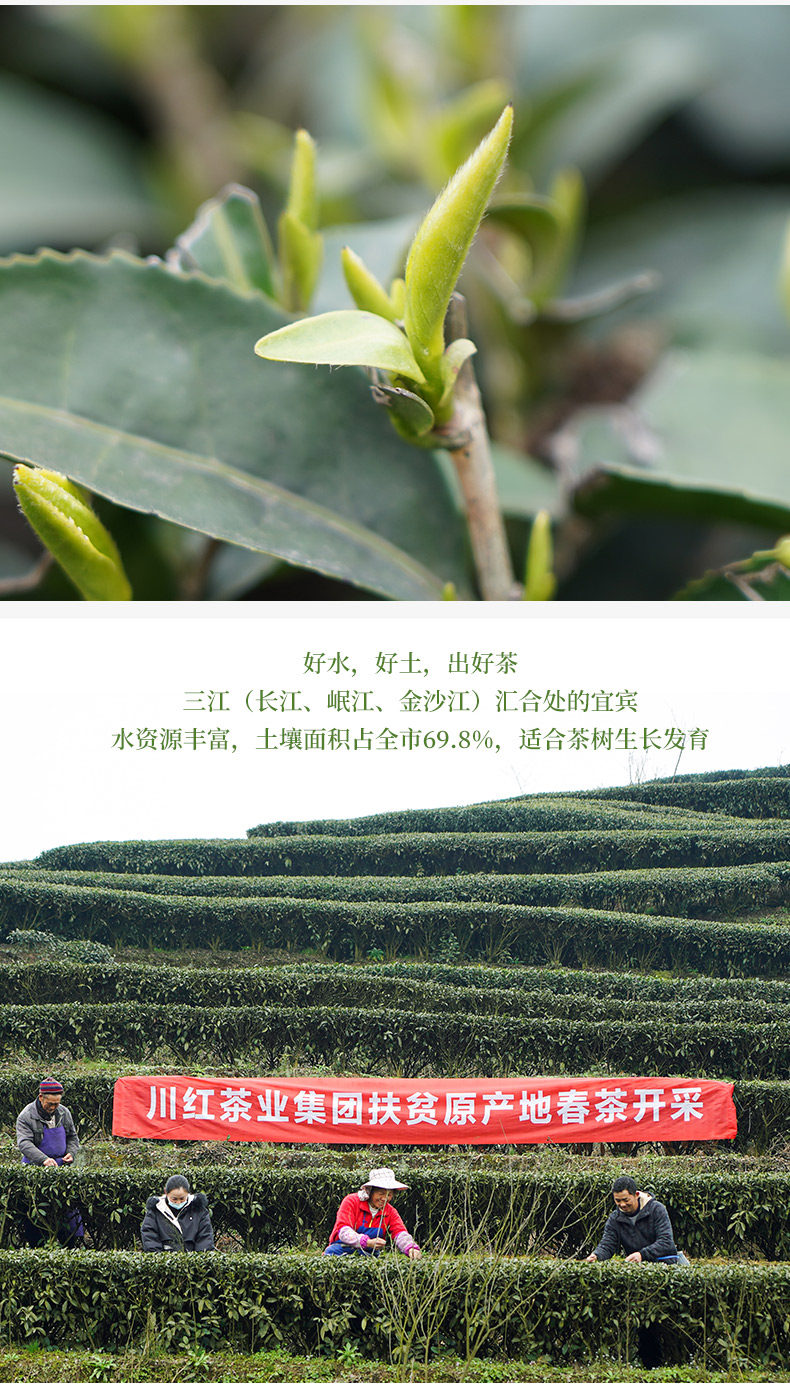 四川林湖 明前特级 雀舌春茶 100g 全芽头 图6