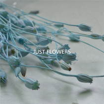 (50510-601) small flower Bellflower everlasting flower material package DIY Japan Land Farm