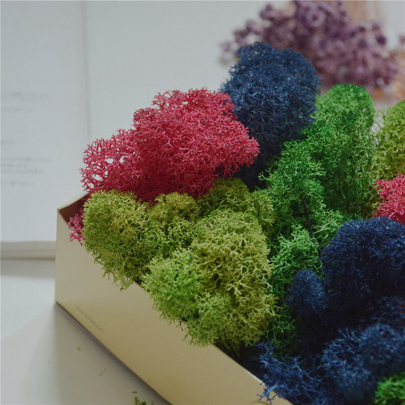 Immortal flower diy material pack without impurity moss microlandscape multi - meat glass cover handmade decoration background wall 10g