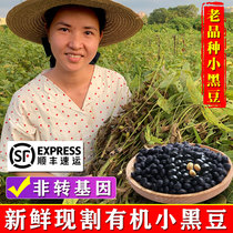 3 Jin black beans 2021 new goods farmers self-produced medicinal soy milk vinegar soaked grains raw organic yellow heart small black beans for pregnancy