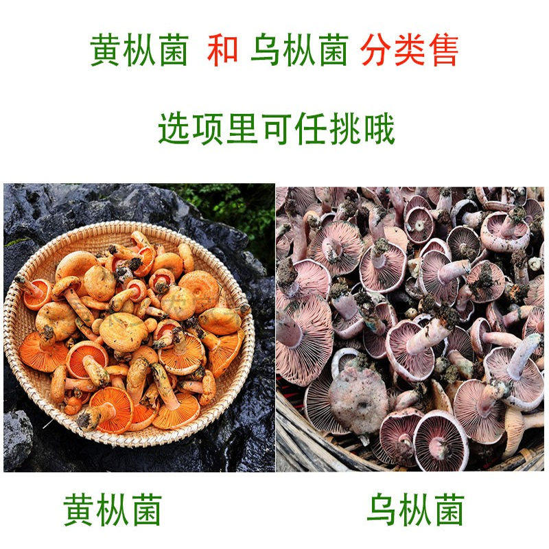 野生新鲜黄枞菌:深山里的美味,顺丰包邮送到家!-新鲜松茸-淘宝百科网