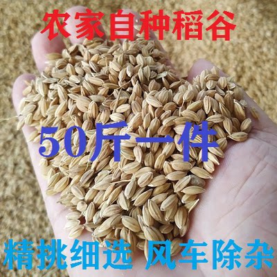 Farmhouse paddy rice chicken duck bird feed pigeon feed hamster pet shell millet 50 catties Jiangsu, Zhejiang, Shanghai and Anhui