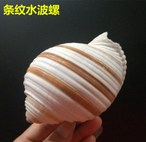 Natural conch shell three Lake cylinder roll shellfish landscape decoration creative potted home office decoration conch