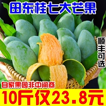 (SF Gift Box) Authentic Guangxi Baise Tiandong Guiqi Mango Daxiang Mango Fresh Fruit with Box 10 Jin