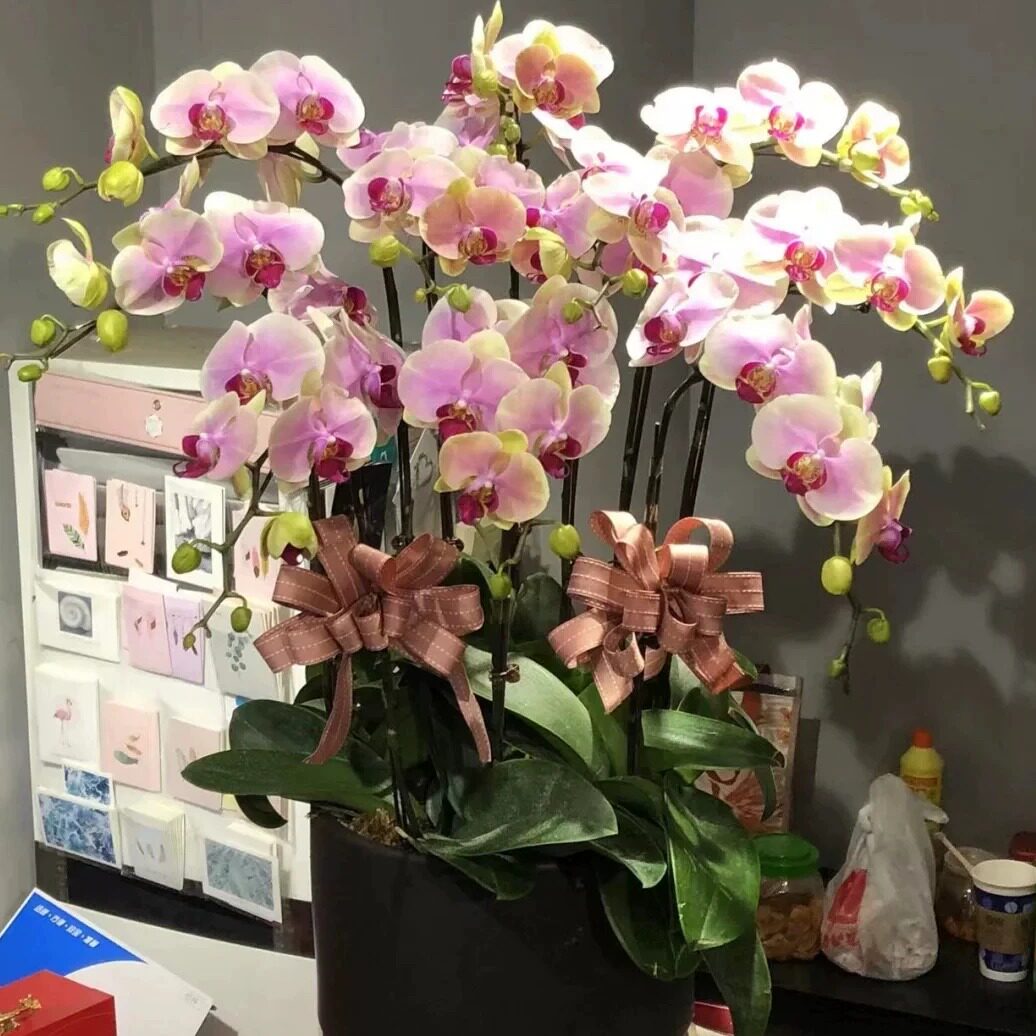 婷薇花艺的LOGO