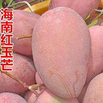 Hainan mango red jade mango jade mango seasonal fresh fruit super big mango Sanya specialty fruit 10 pounds