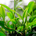 中国名茶小店
