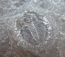 Trilobite fossil Zhangia ns134 Xiangxi Hunan