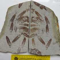 Insect fossils from western Liaoning ndk584 Folio three-tailed ephemera group Mount Kumgang Yixian