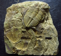 Trilobite fossil Crownworm ns91 multiple animals from the same plate Hunan