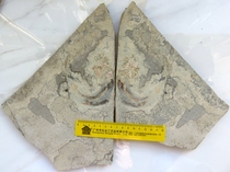 Fossils from Western Liaoning Unknown Fossil Sturgeon nx112 Lingyuan Chaoyang
