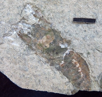 Fossils from western Liaoning: Bizarre Cyclopoda nx114 Chaoyang Naizigou