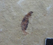 Fossils from Western Liaoning Fossil nk509 Uncertain species Beipiao Huangbanjigou