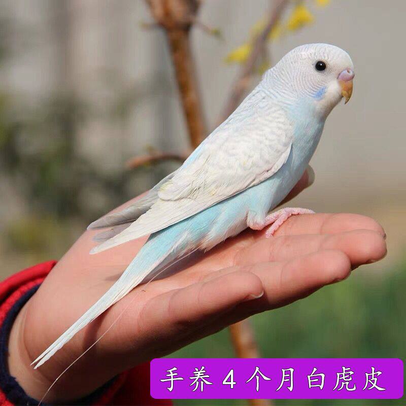 二爷鹦鹉手养认证店