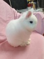 蓝宝石兔兔